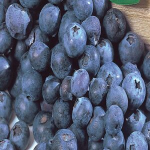 Blueberry