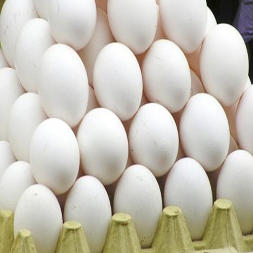 Fresh Eggs