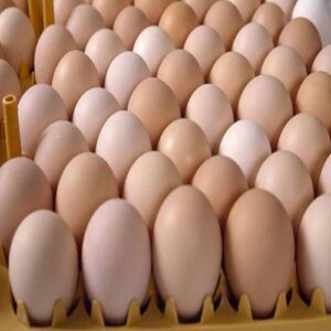 Hatching Eggs