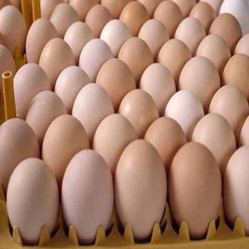 Hatching Eggs