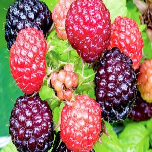 Raspberry