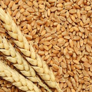 Wheat