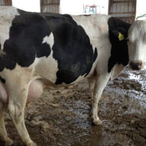 Buy PREGNANT HOLSTEIN HEIFERS AND OTHER DIARY CATTLE online